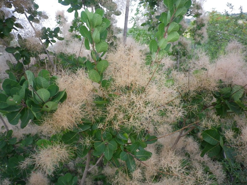 Cotinus coggygria / Sommacco selvatico
